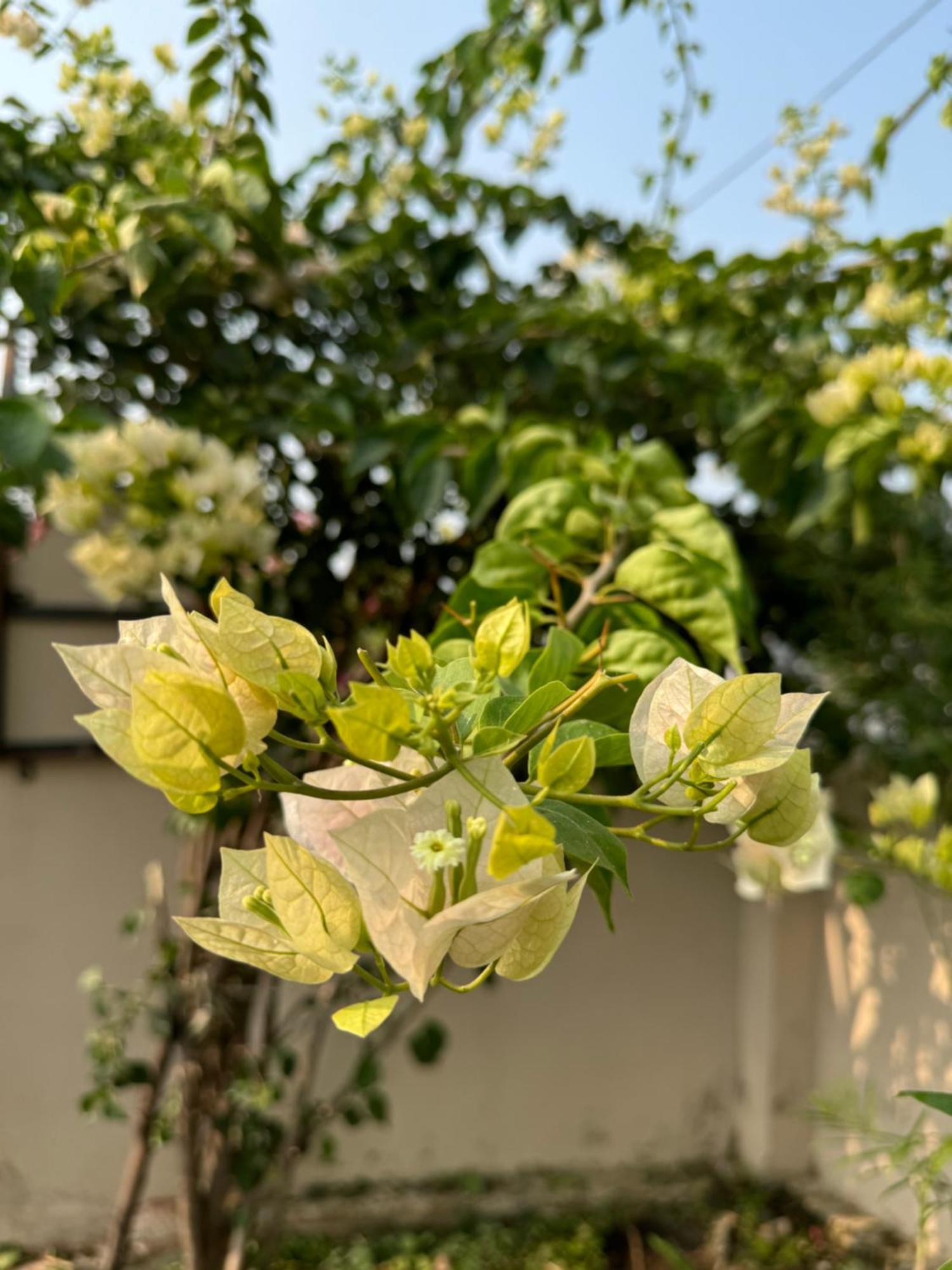The Bougainvillea Cottage Farmstay Near Dehradun , 2 Bedroom Private Cottage Next To Fields And Orchards With Hill Views Exterior photo